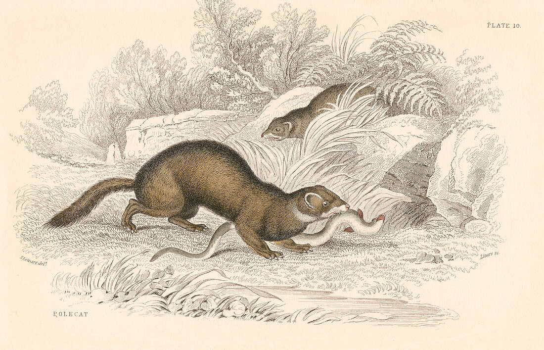 Polecat, member of the weasel family, 1828