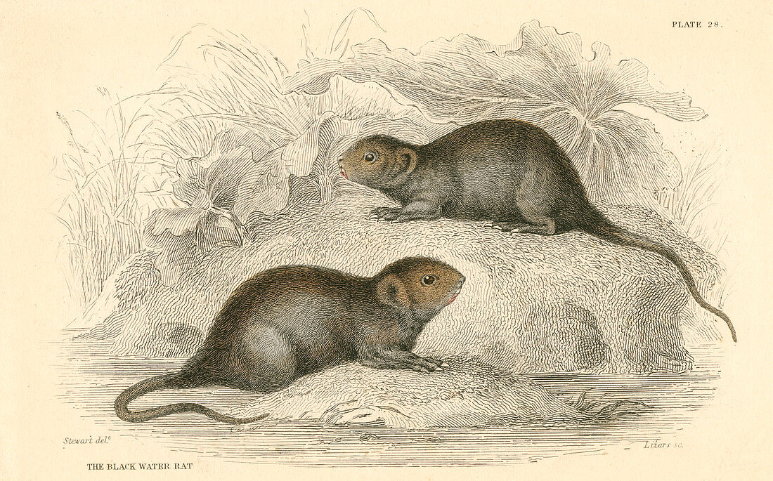 Water vole, also known as the black water rat, 1828