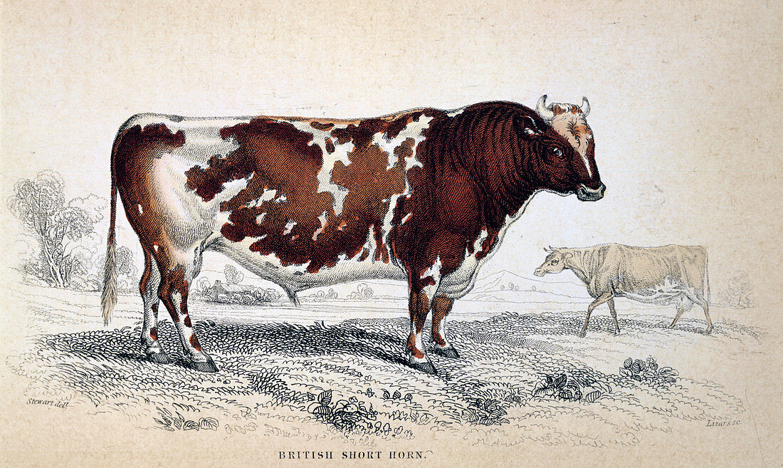 British Short Horn', 1839