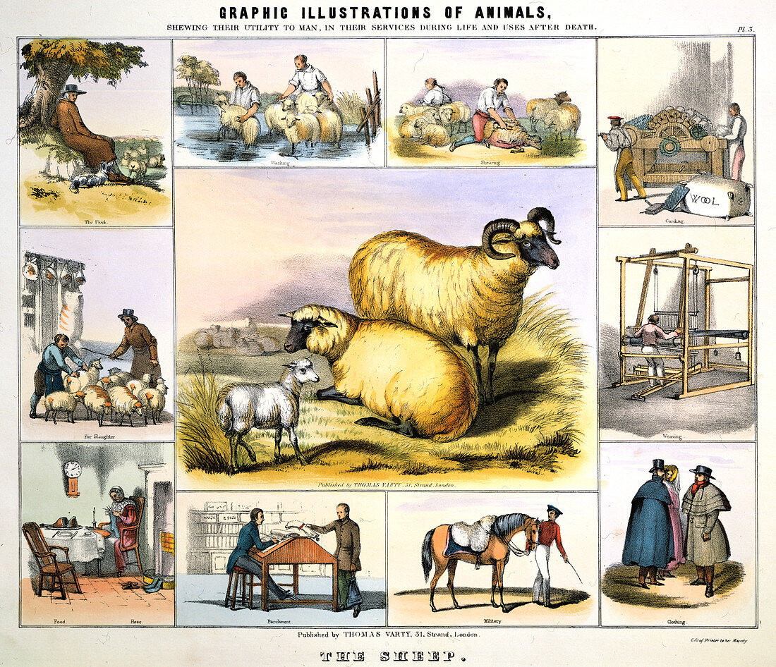 The Sheep', c1850