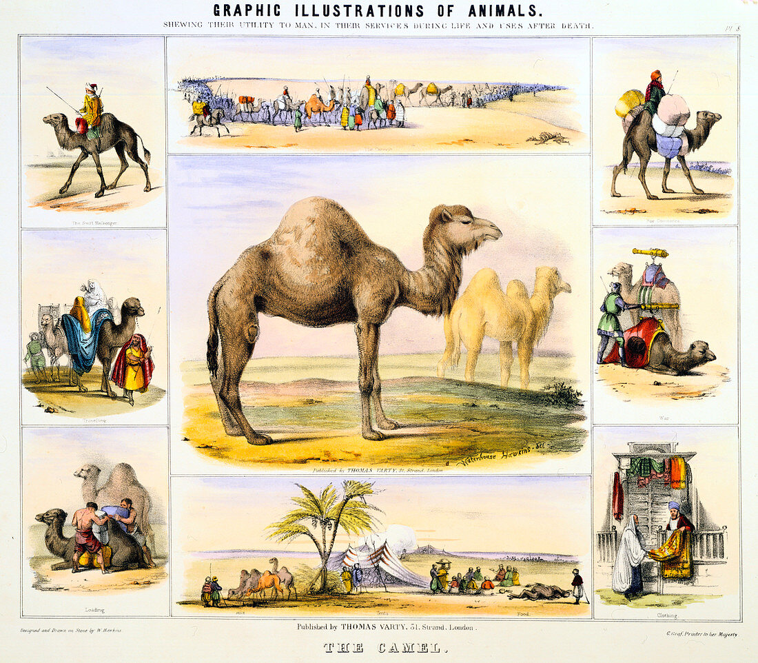 The Camel', c1850