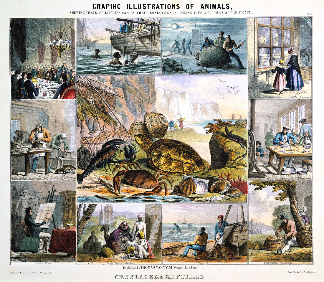 Crustacea and Reptiles', c1850