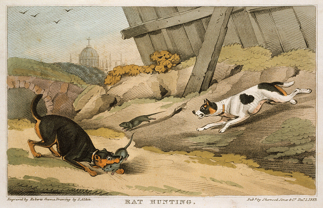 Rat Hunting', 1823