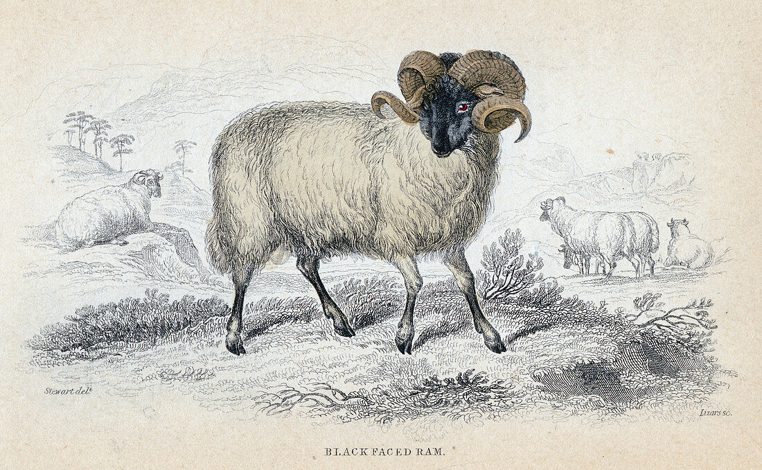 Black Faced Ram', mid 19th century