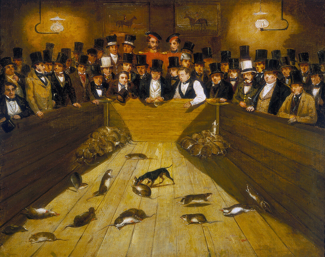 Rat-Catching at the Blue Anchor Tavern, Finsbury', c1850