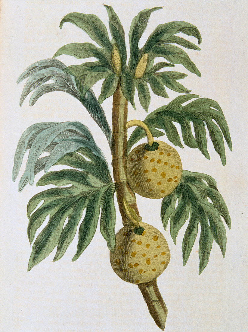 Breadfuit, 1823