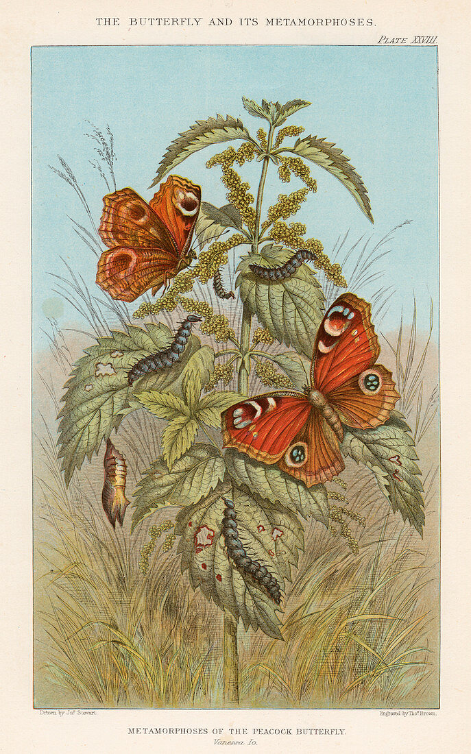 Metamorphoses of the Peacock butterfly, 1888
