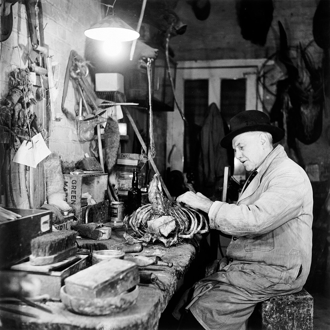 Taxidermist, London, 1951