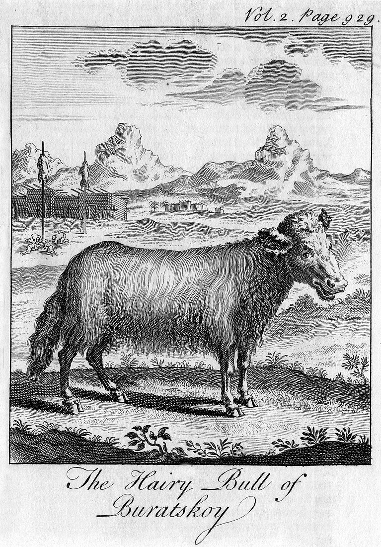 The Hairy Bull of Buratskoy', c18th century