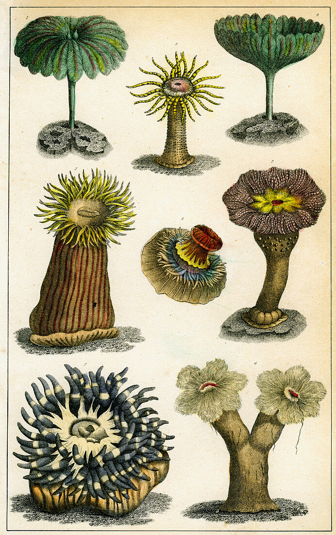 Sea anemones, c19th century