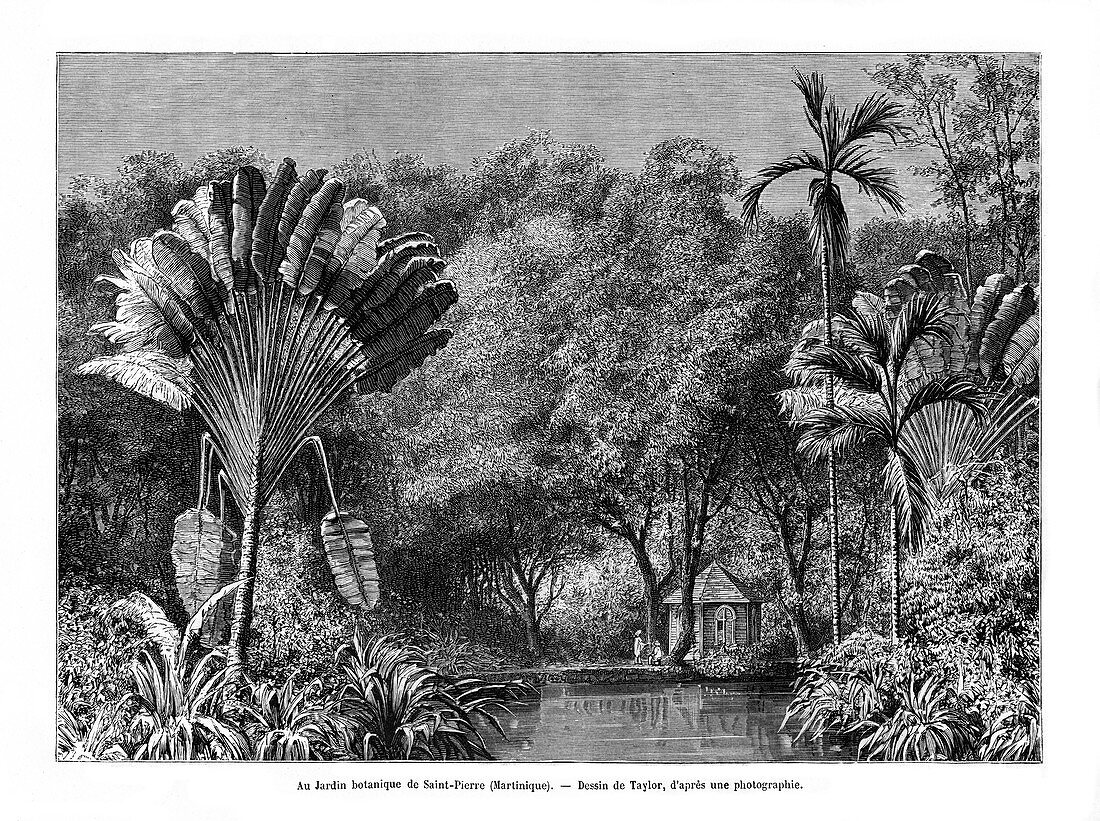 Botanical garden, Saint-Pierre, Martinique, 19th century