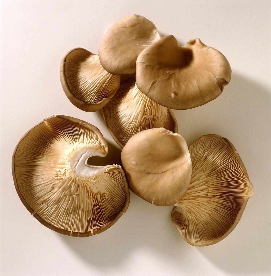 Several Fresh Oyster Mushrooms