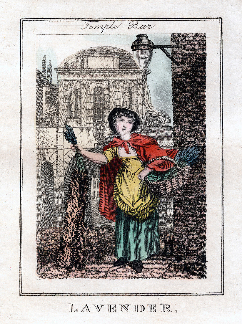 Lavender', Temple Bar, London, 1805