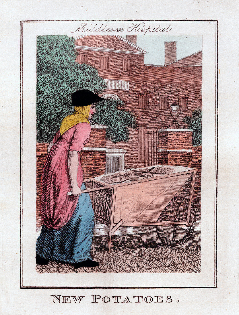 New Potatoes', Middlesex Hospital, London, 1805