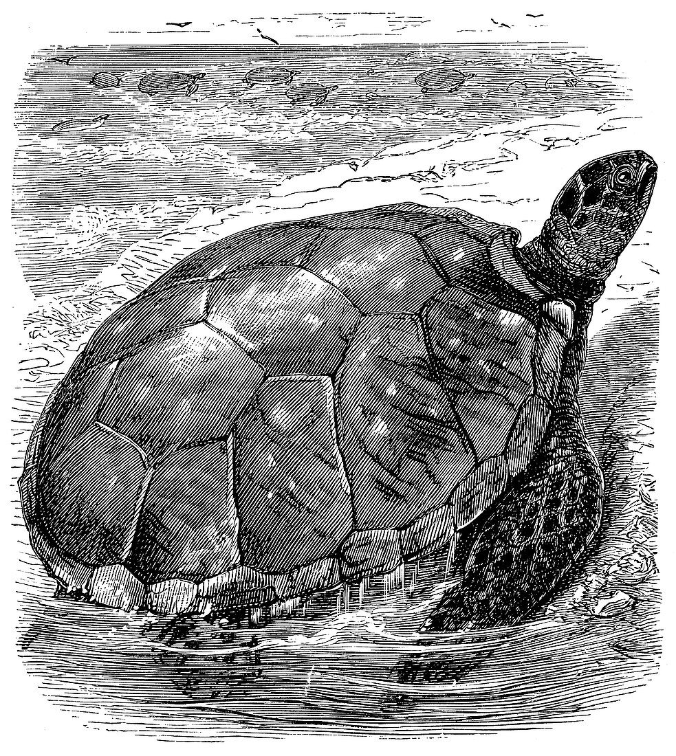 Green Turtle, c1890