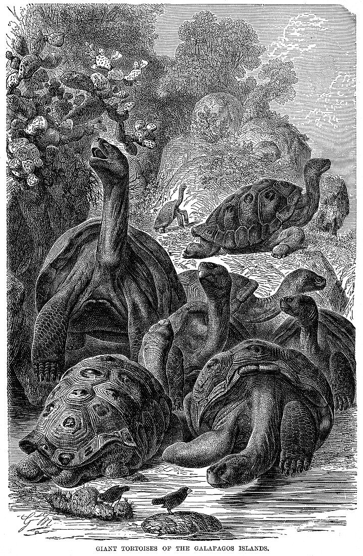Giant tortoises of the Galapagos Islands, 1894