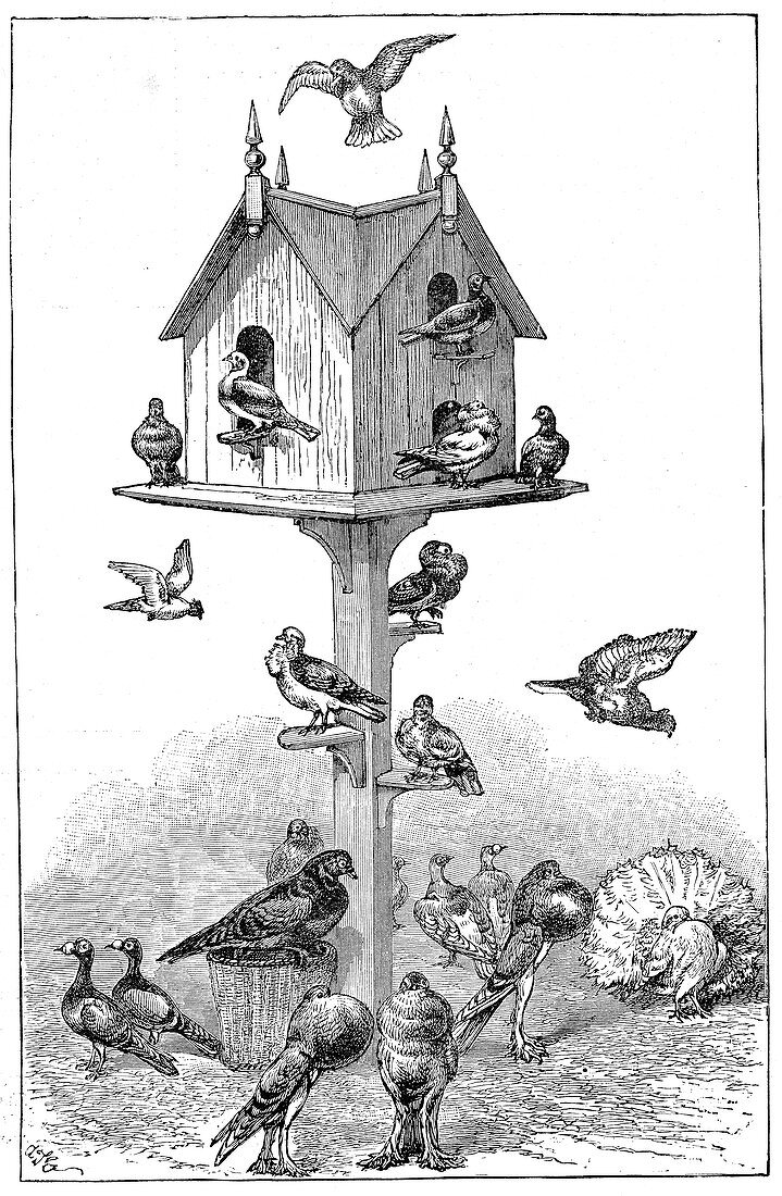 Pigeons used by Charles Darwin, 1887