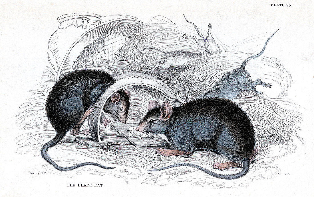 Engraving of Black rat caught in trap, 1838