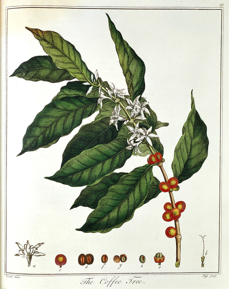 Sprig of Coffee (Coffea arabica) showing flowers and beans