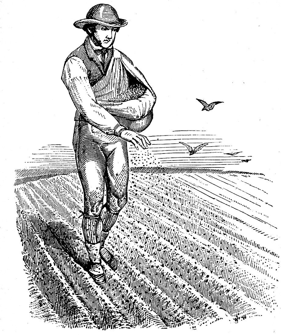 Crop rotation: sowing seed broadcast, 1855
