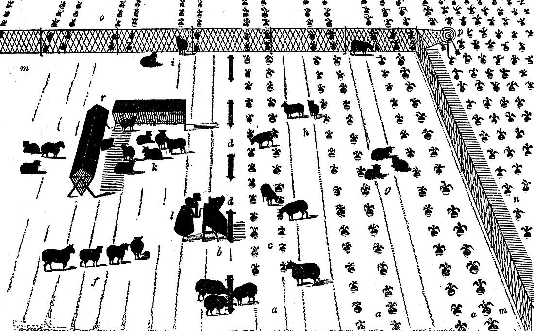 Crop rotation: sheep on a break of turnips, 1855