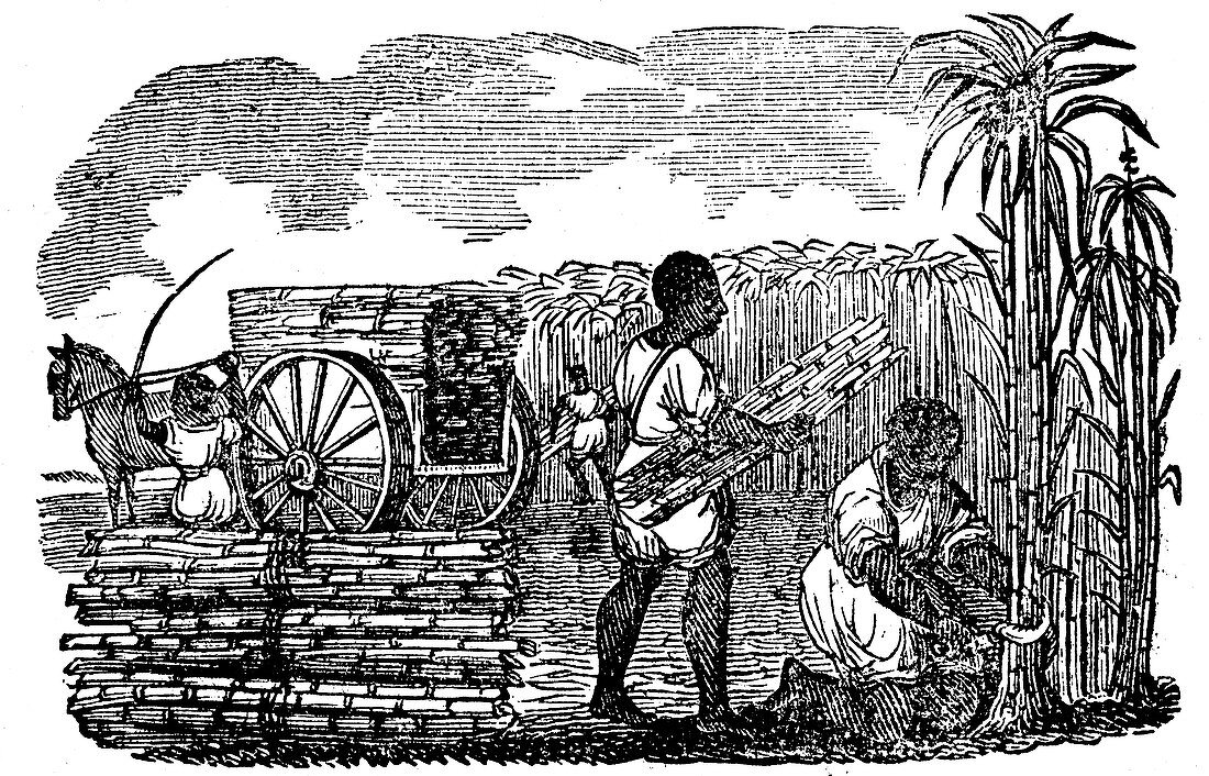 Slaves harvesting sugar cane in Louisiana, 1833