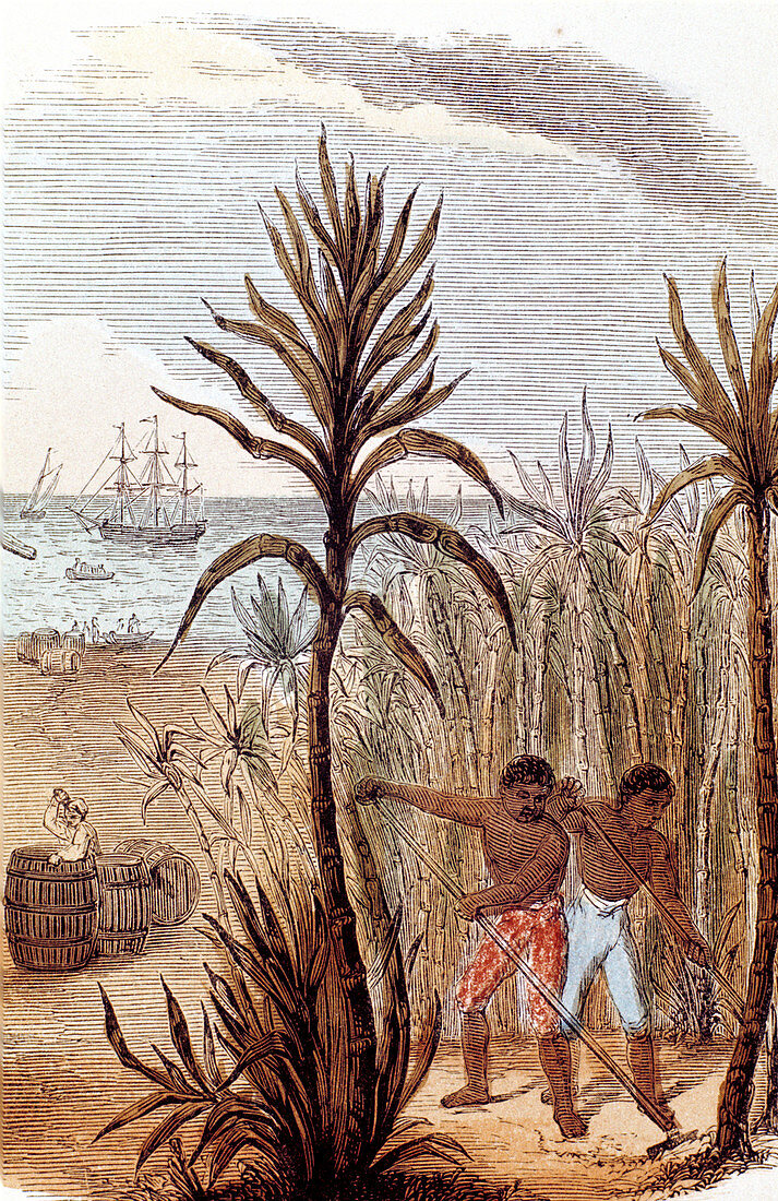Slaves cultivating sugar cane in the West Indies, 1852