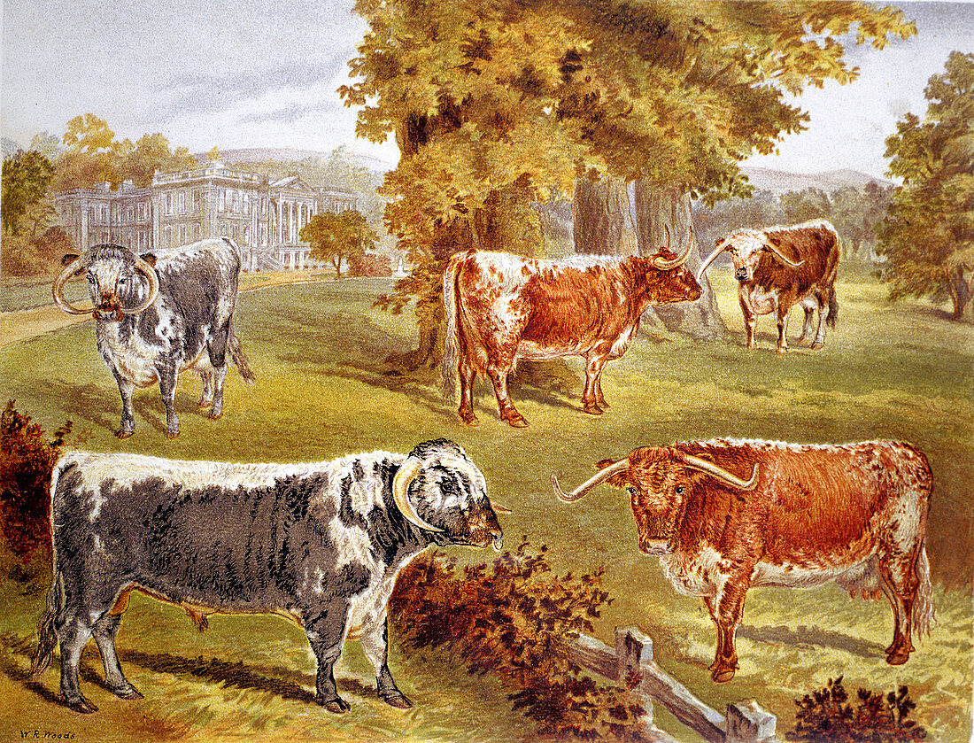 Longhorn cattle owned by Sir John Harpur-Crewe, Calke Abbey