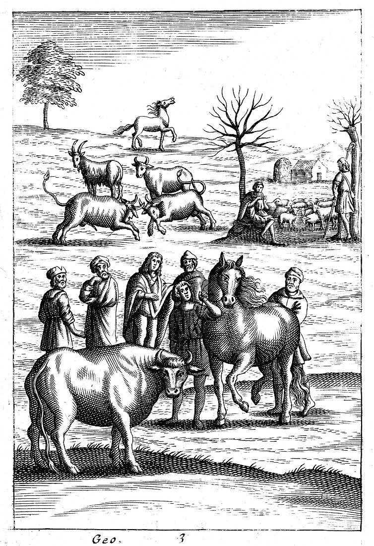 Sheep, cattle, horses and goats, 18th century