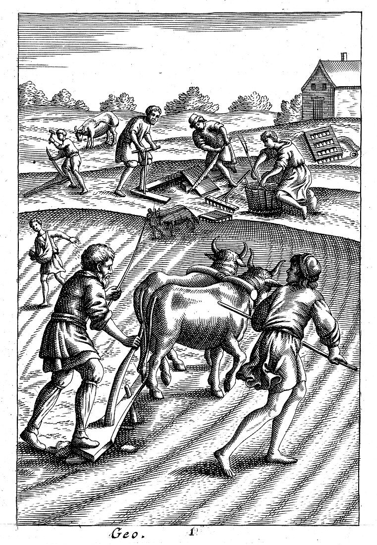 Ploughing with oxen, sowing seed broadcast and harrowing