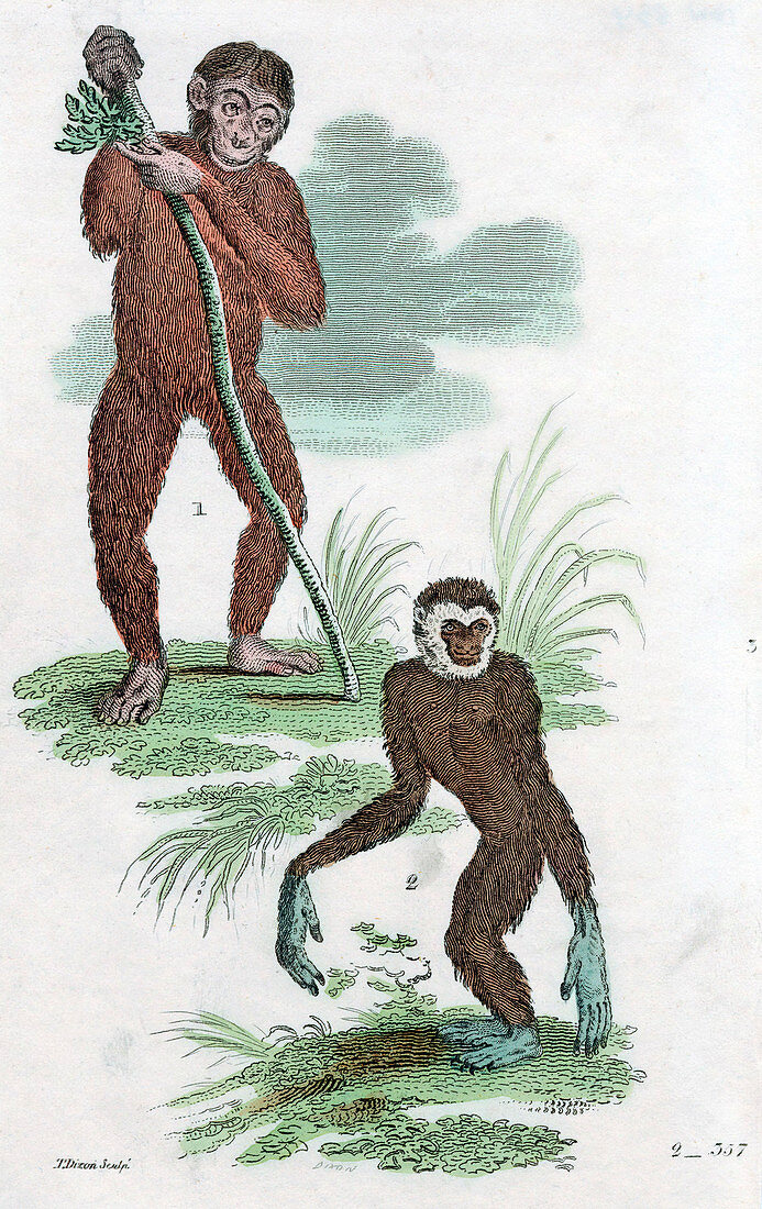 Orang Utang and Gibbon, 1822