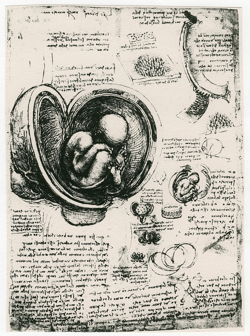 Anatomical sketch of a human foetus in the womb, c1510