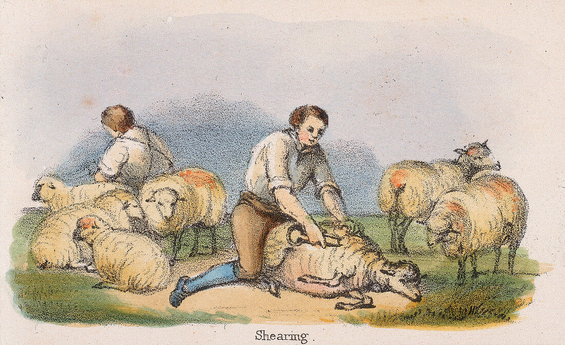 Shearing', c1845