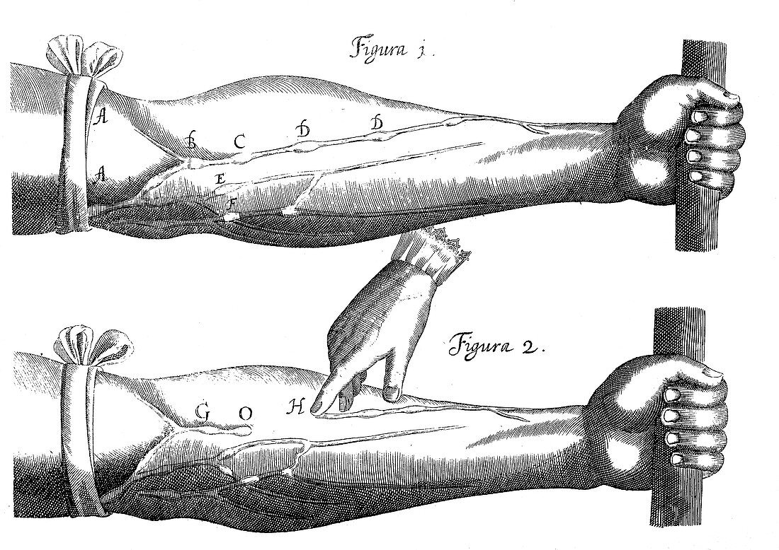 Circulation of the blood, 1628