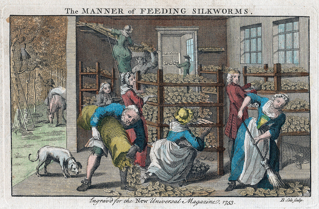 The Manner of Feeding Silkworms', 1753