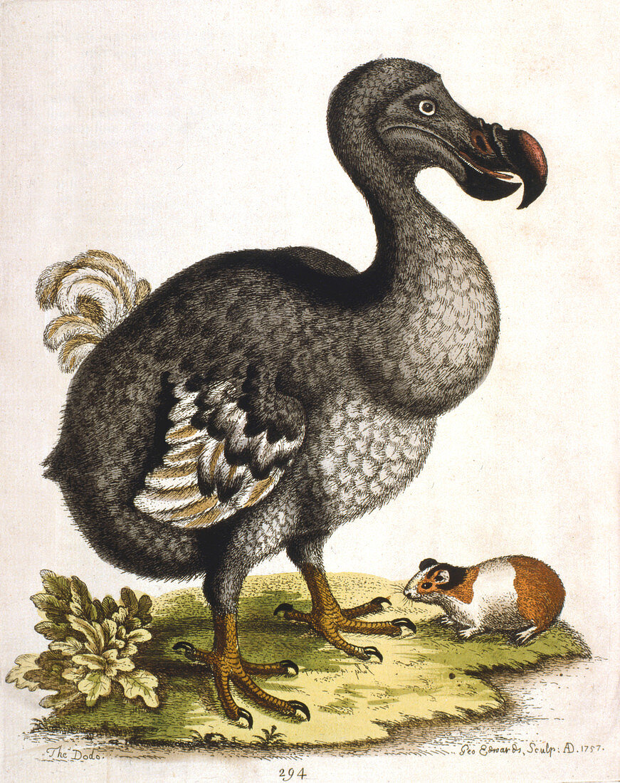 Dodo and guinea pig, 1750