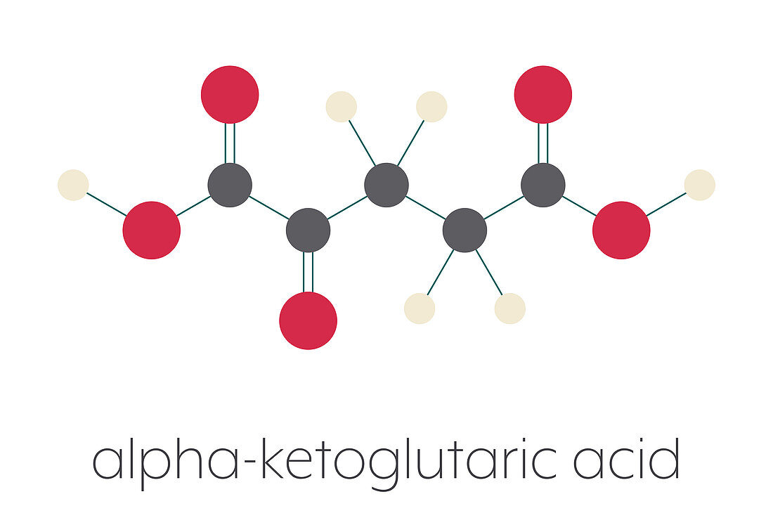 Alpha-ketoglutaric acid molecule