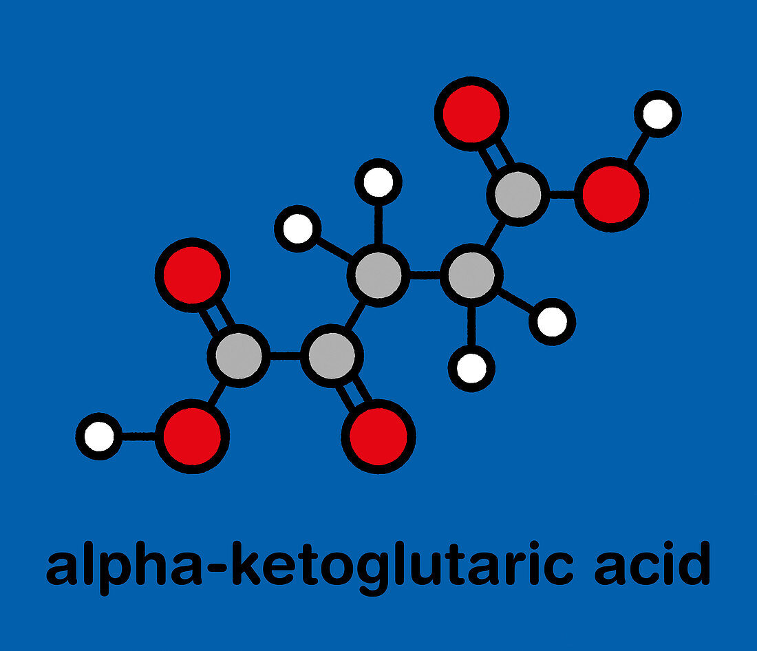 Alpha-ketoglutaric acid molecule