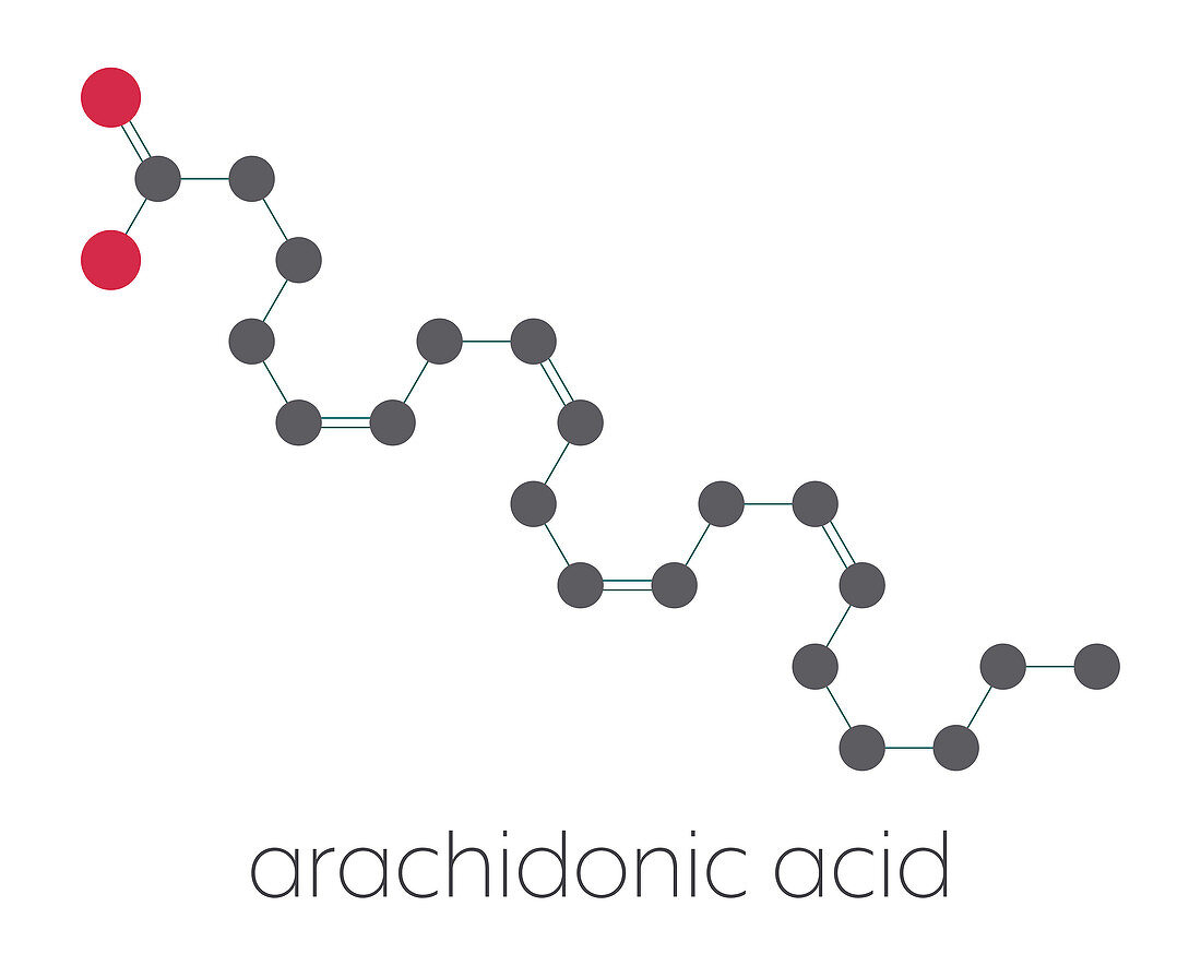 Arachidonic acid molecule