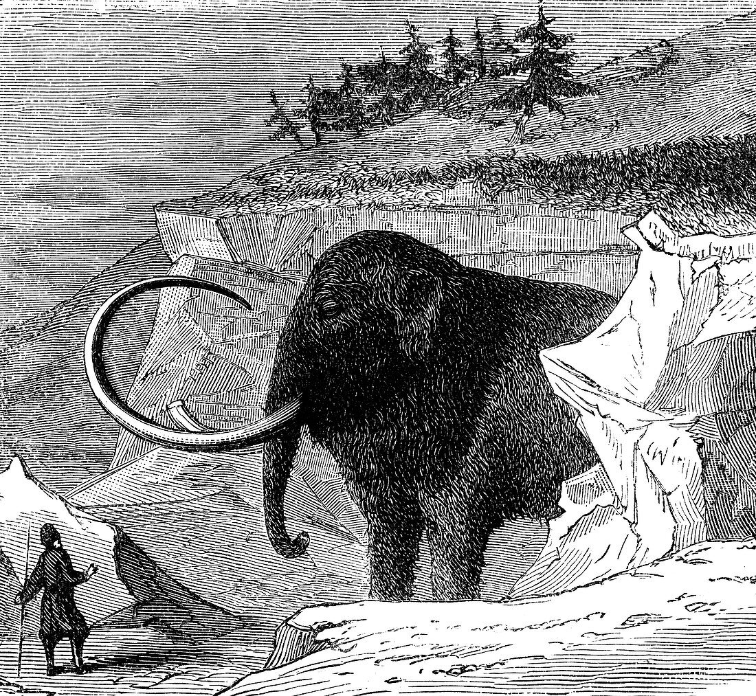 Discovery of a woolly mammoth, 1779