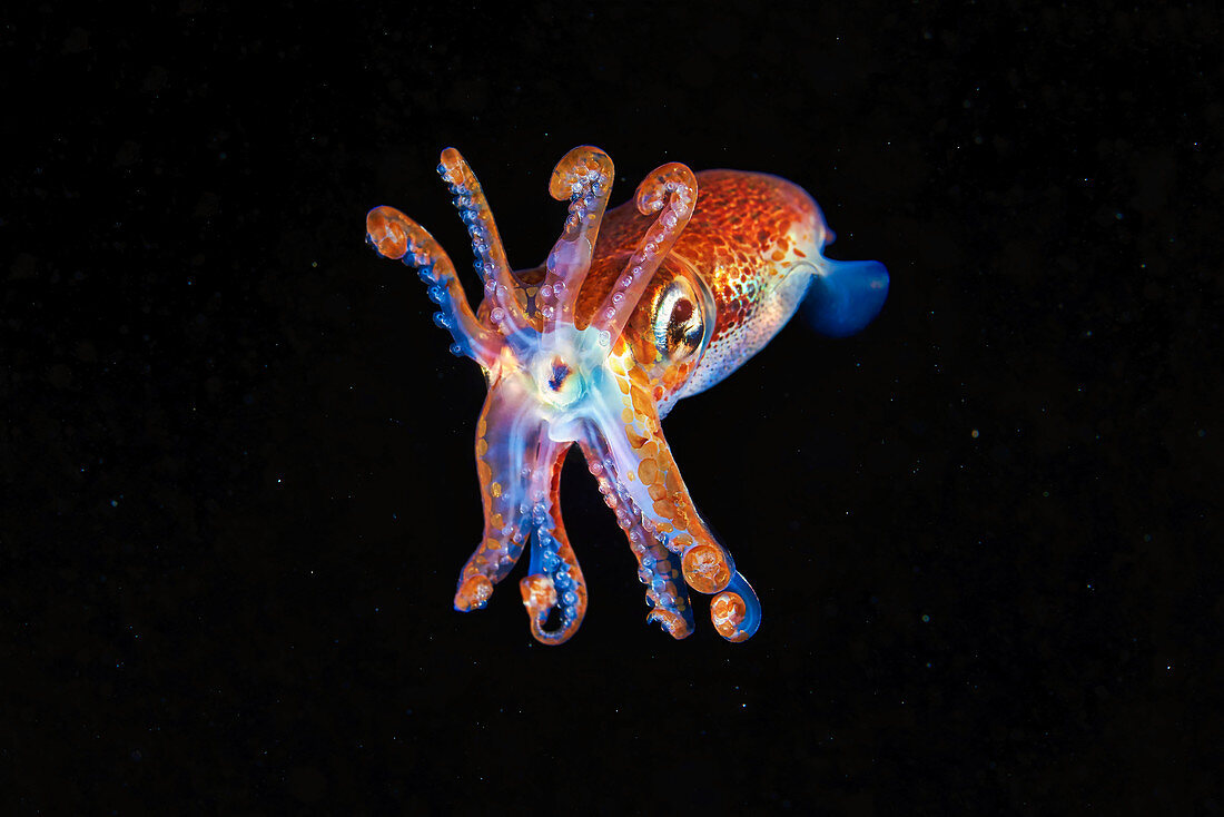 Aggressive Atlantic bobtail squid