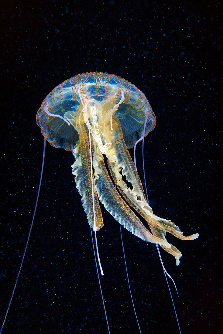 Mauve stinger jellyfish tangled with plastic waste