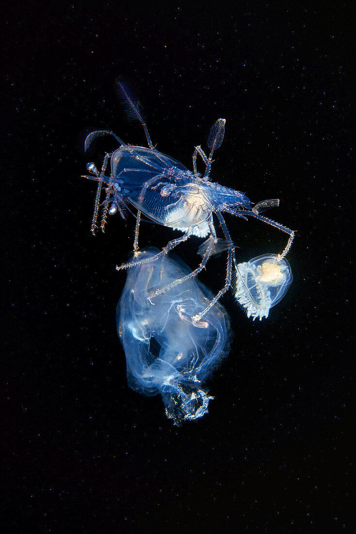 Lobster larva with other zooplankton