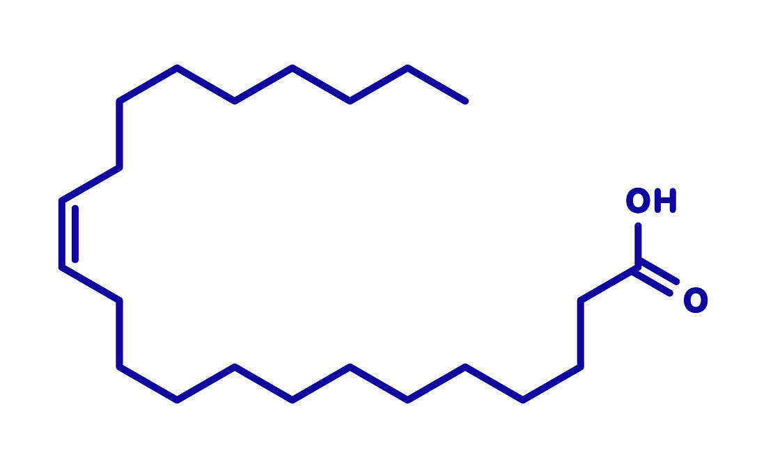 Erucic acid molecule