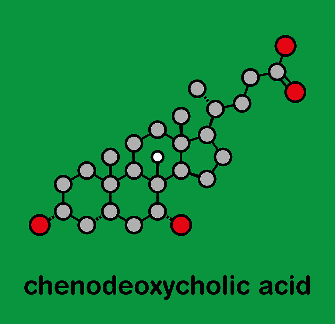 Chenodeoxycholic acid drug molecule