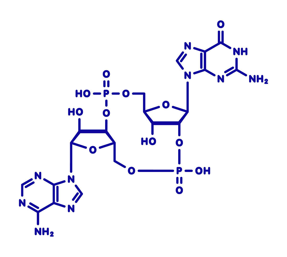 Cyclic guanosine monophosphate-adenosine monophosphate
