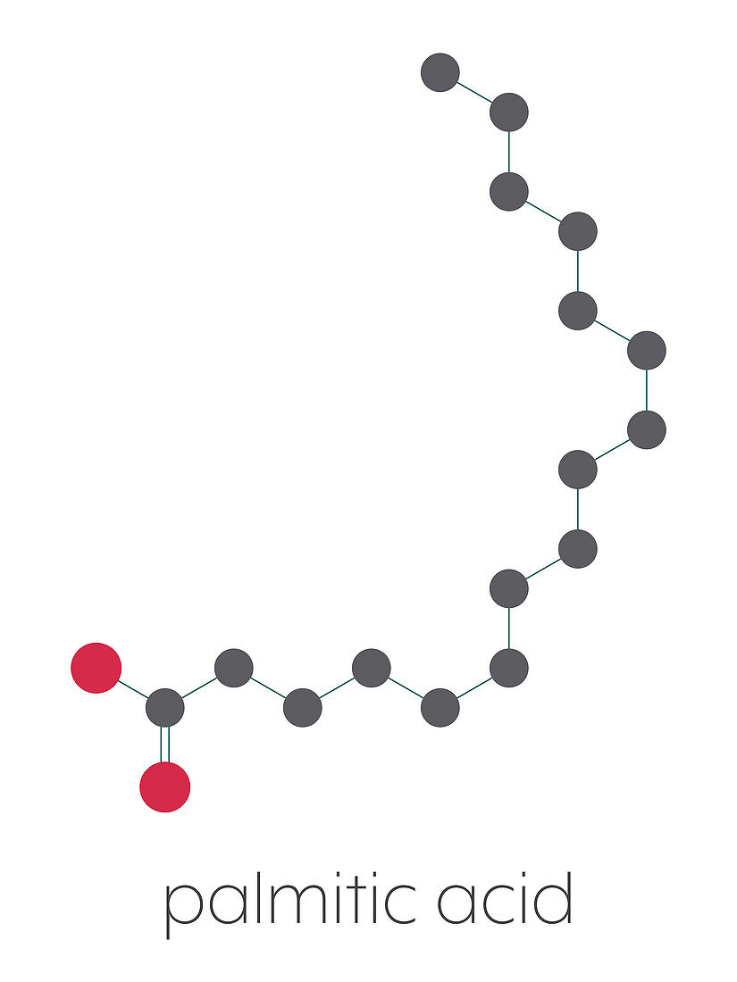 Palmitic acid saturated fatty acid molecule