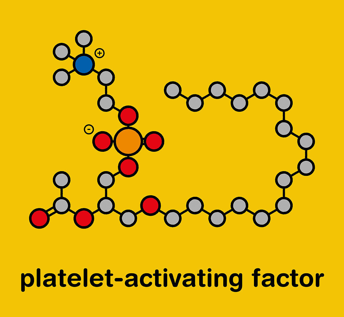 Platelet Activating Factor signaling molecule