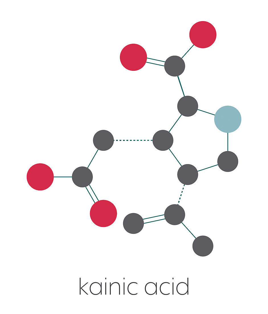 Kainic acid molecule