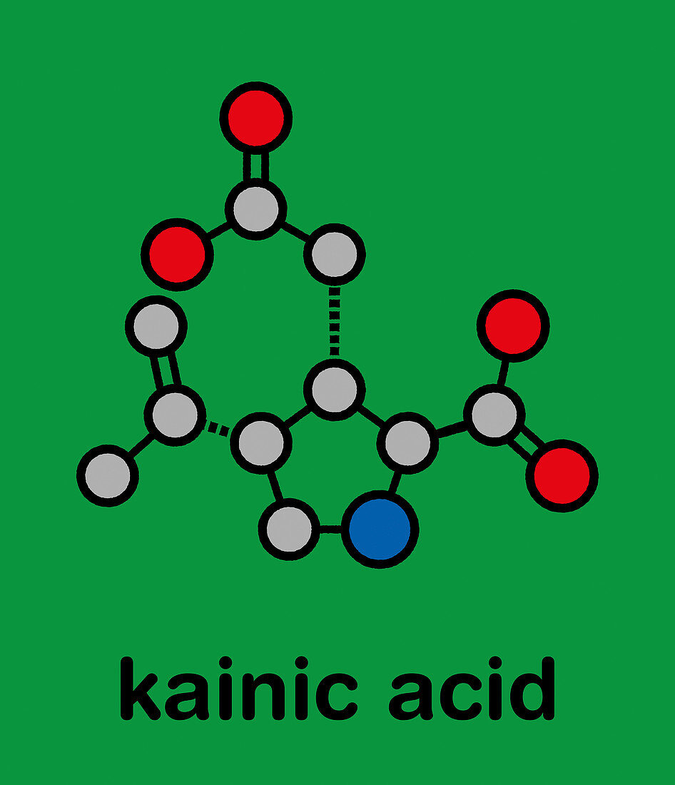 Kainic acid molecule